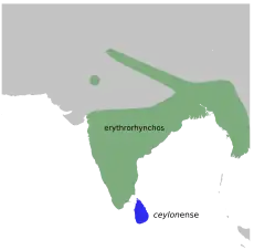 Areál rozšíření květozoba křivozobého