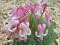 Srdcovka Dicentra peregrina