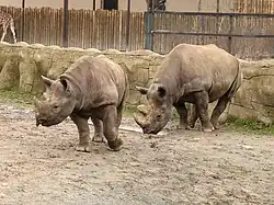 Nosorožec dvourohý, vyhledávaný obyvatel zoo