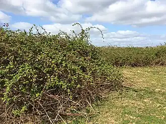 alternativní popis obrázku chybí