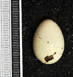 Vejce dronga černého