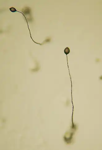 alternativní popis obrázku chybí