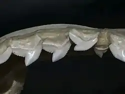 Výřez horní čelisti s několika zuby žraloka tygřího