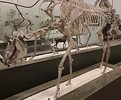 Dinohippus leidyanus