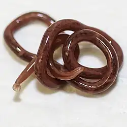 červený stočený červ druhu ledvinovec psí