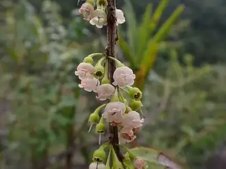 Diogenesia boliviana