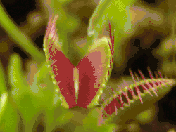 Detail pasti mucholapky podivné (Dionaea muscipula)