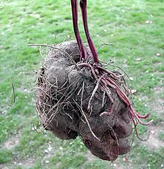 alternativní popis obrázku chybí