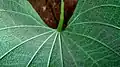 Pulvinus na vrcholu řapíku smldince Dioscorea stegelmanniana (čeleď smldincovité)