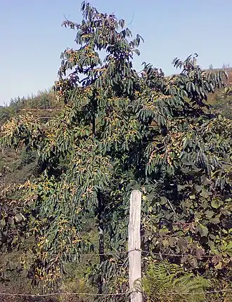 alternativní popis obrázku chybí