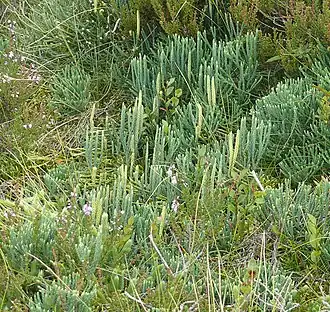 alternativní popis obrázku chybí