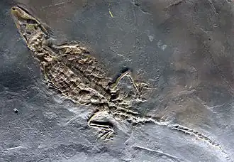 paleocén- střední miocén