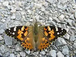 alternativní popis obrázku chybí