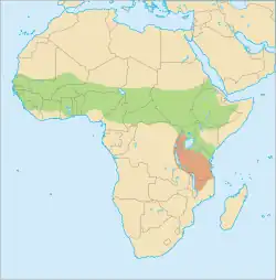 Rozšíření komby ušaté Možný rozsah nebo náhodné výskyty