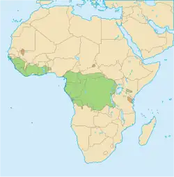 rozšíření kočky zlaté