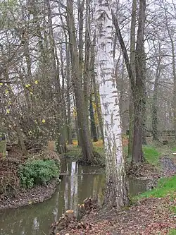 Dnešický potok ve Vstiši