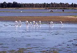 Plameňáci a koně v národním parku