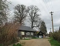 Duby na dvoře čp. 32, jeden z nich je chráněný pod názvem "Dub u Burýšků"