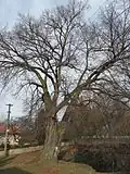 Dobřeň: lípa dvoják v severní části návsi, u rybníčku