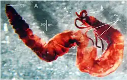 Červený kroužkovec rodu Dodecaceria coby ilustrační obrázek