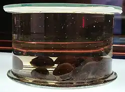 Fotografie muzejního exponátu semen naložených v nálevu do válcové uzavřené nízké a široké nádoby, hnědá semena se drží u dna