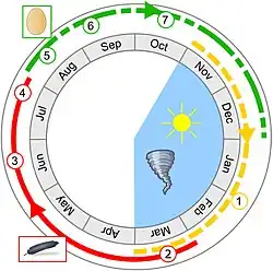 Barevný diagram znázorňující rozmnožovací cyklus dronta;