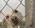 Pes v kleci v útulku v Iowě