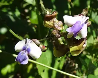 alternativní popis obrázku chybí