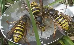 Několik vos sedí na lžičce s medem.