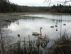 Dolní Kokotský rybník