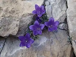 Zvonek (Campanula morettiana)