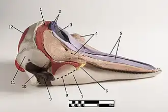 Preparovaná lebka delfína s barevně vyznačenými jednotlivými kostmi.