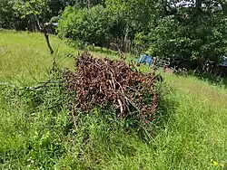 Větve určené ke seštěpkování