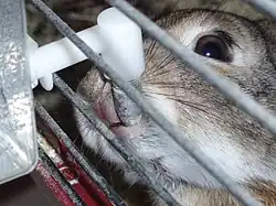 Králík pije vodu z pítka