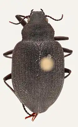 alternativní popis obrázku chybí