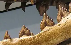 Zadní nožovité, bočně zploštělé třenové zuby