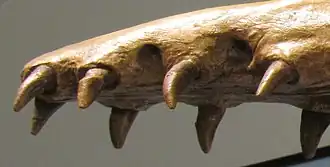 Přední kolíkovité řezáky a špičáky