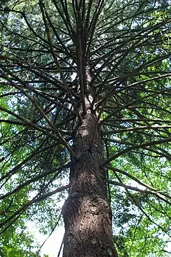 Koruna douglasky v Újezdci