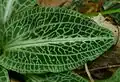 Detail listu severoamerického druhu Goodyera pubescens, zvaného „chřestýší jitrocel” (rattlesnake plantain)