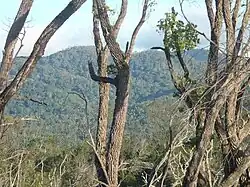 Doyle's Delight, nejvyšší vrchol Belize