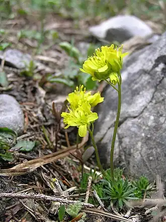 alternativní popis obrázku chybí