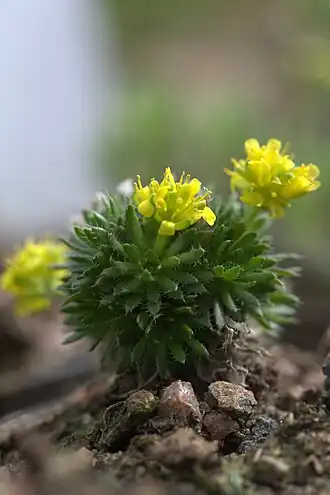 Draba hoppeana ze Švédska