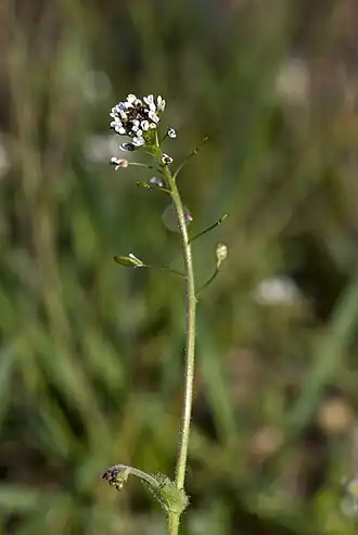 alternativní popis obrázku chybí