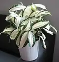 Dracaena surculosa 'Milky Way'