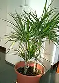 Dračinec vroubený (Dracaena reflexa var. angustifolia