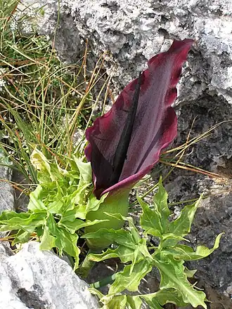 alternativní popis obrázku chybí