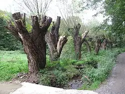 Vrby v horní části Drahanského údolí