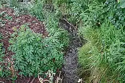 Slatinný potok v Drahotíně