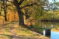 Památné duby na hrázi Drahotického rybníka u Libáně v roce 2018