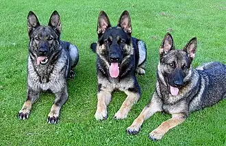 Tři vlkošedí němečtí ovčáci ležící vedle sebe na trávě